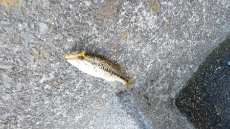 湖西小バス大漁