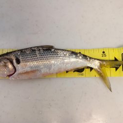 サビキで早朝にアジとコノシロ