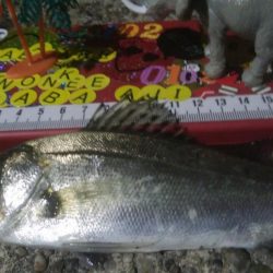 釣りデビュー 35日目