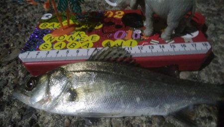 釣りデビュー 35日目