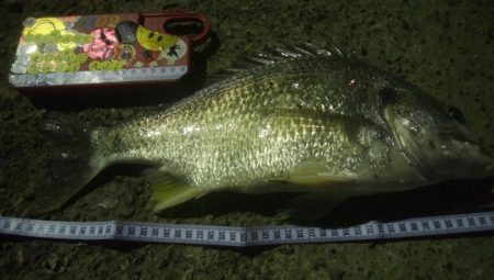 釣りデビュー　37日目