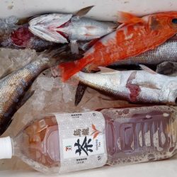 康仁丸・ジギング釣り果