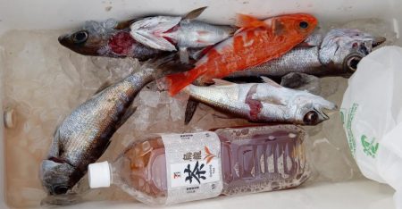 康仁丸・ジギング釣り果