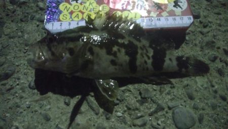 釣りデビュー　38日目