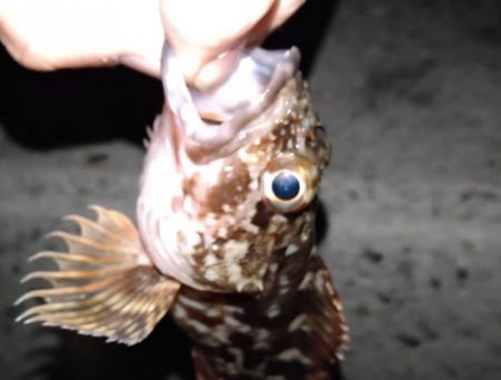 今年最後の波止釣り