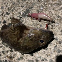 夜明け前からアジング、ロックフィッシュ、ロックショア、エギング、ショアジギの釣り