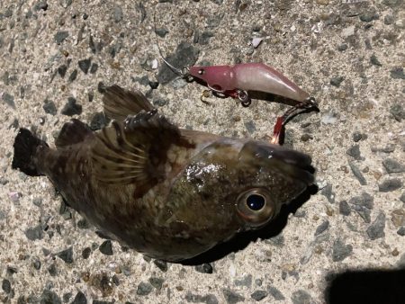 夜明け前からアジング、ロックフィッシュ、ロックショア、エギング、ショアジギの釣り