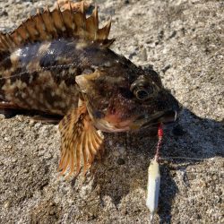 イカカラーのメタルトス!