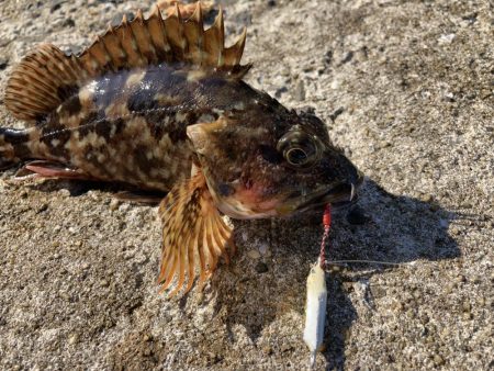 イカカラーのメタルトス！