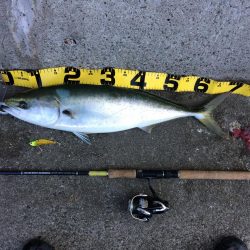 早朝プチsalt water game