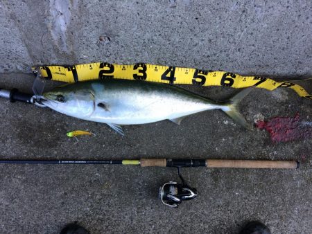 早朝プチsalt water game