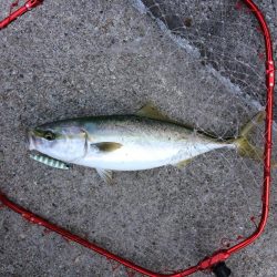 早朝プチsalt water game