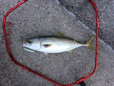 早朝プチsalt water game