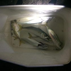 プチ親子サビキ釣り