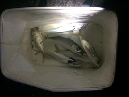 プチ親子サビキ釣り