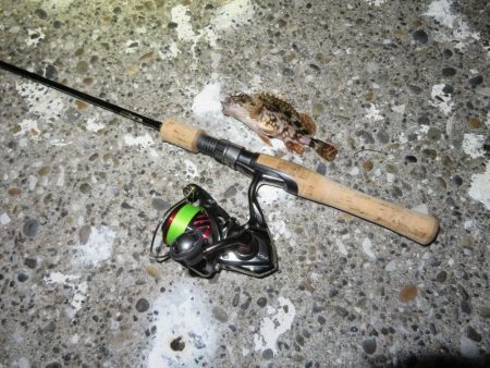 海の年末釣行は貧果だった・・・