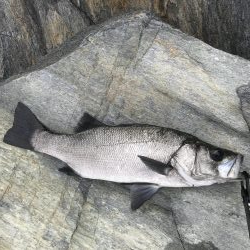 12/4　朝ノ部　ヒラスズキ