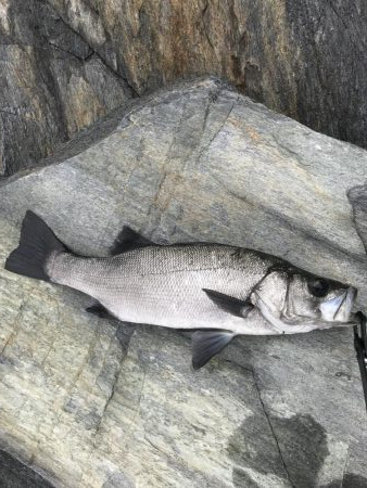 12/4　朝ノ部　ヒラスズキ