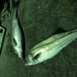 夜の部) 爆発 ハマチ・メジロ・スズキ入れ食い