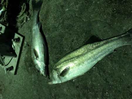 夜の部) 爆発 ハマチ・メジロ・スズキ入れ食い