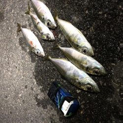 2か所目～　小あじのみ