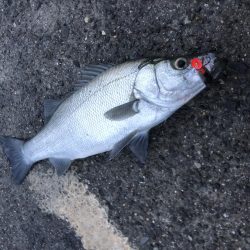 朝一ドカンとヒラスズキ