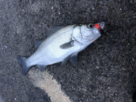 朝一ドカンとヒラスズキ