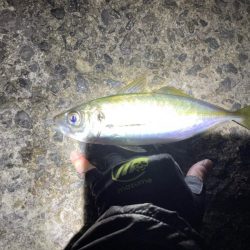 アジング和歌山。デカアジ釣果