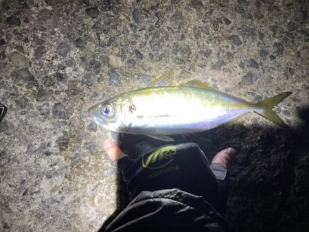 アジング和歌山。デカアジ釣果