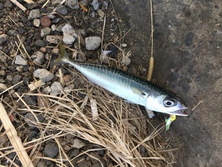 ショアジギング