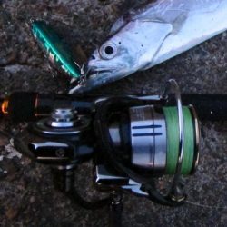 紀ノ川河口で太刀魚