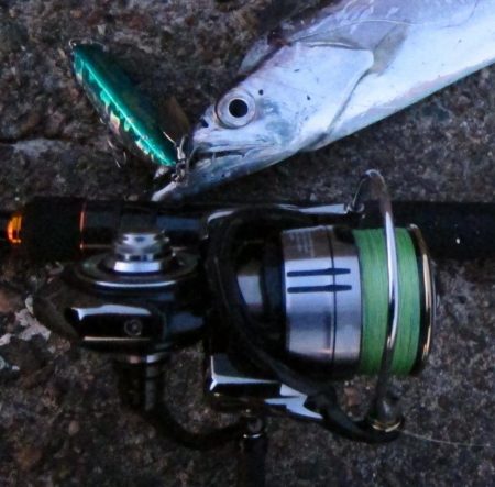 紀ノ川河口で太刀魚