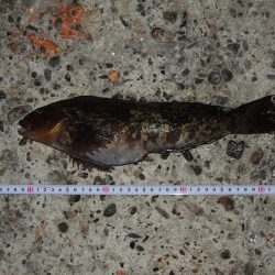 ハネの代わりにアイナメ