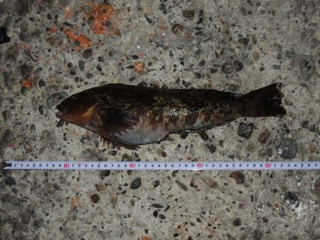 ハネの代わりにアイナメ