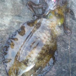 アオリ終盤戦‼️