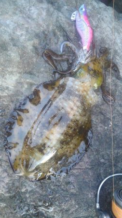 アオリ終盤戦‼️