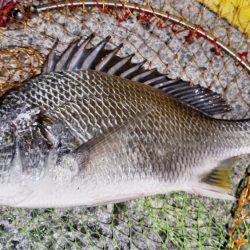 釣れるかなぁ?と釣り納めに