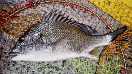 釣れるかなぁ？と釣り納めに