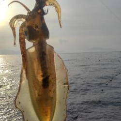 令和2年最後のエギング‼️