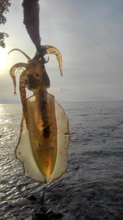 令和2年最後のエギング‼️