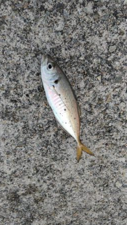 冬のサビキ第二弾