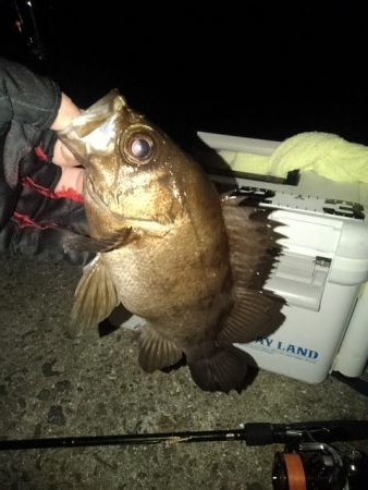 フロートゲーム