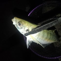 (尺アジ)フロートゲーム