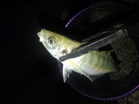 (尺アジ)フロートゲーム