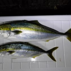 久々のオフショア