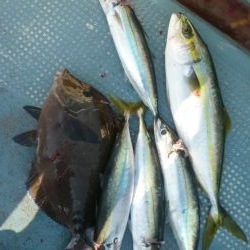 尾鷲三木浦カセ釣りに