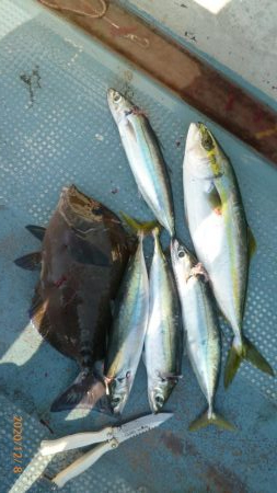 尾鷲三木浦カセ釣りに