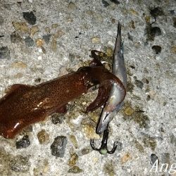 今年も渋めなヒイカ