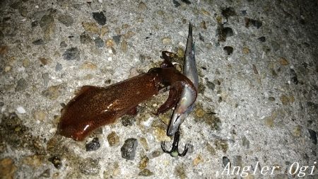 今年も渋めなヒイカ