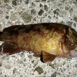 西浦でエビ撒き釣り